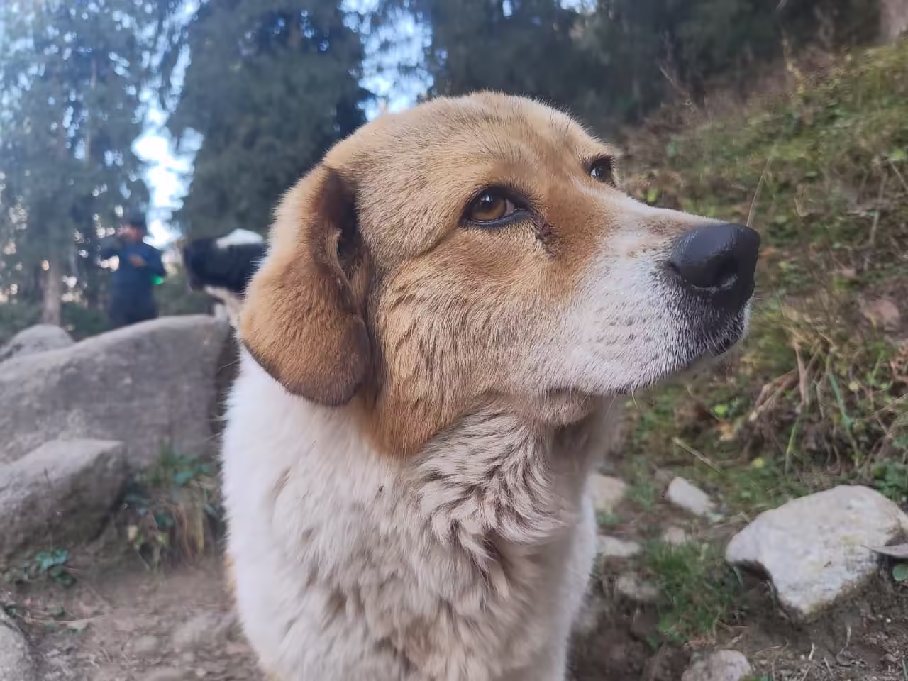 Trail dog